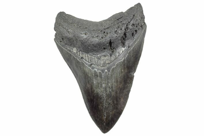 Serrated, Fossil Megalodon Tooth - South Carolina #236288